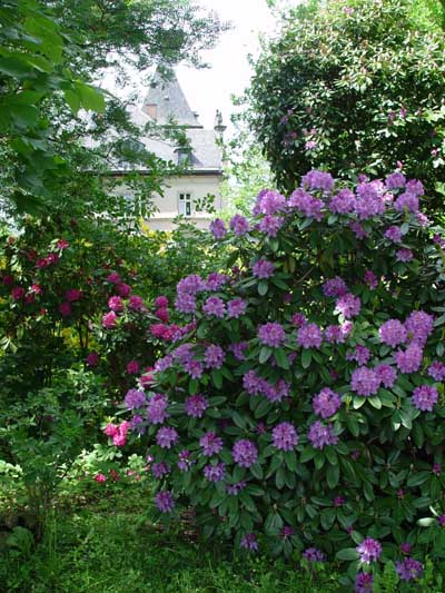 67 Rhododendron.jpg